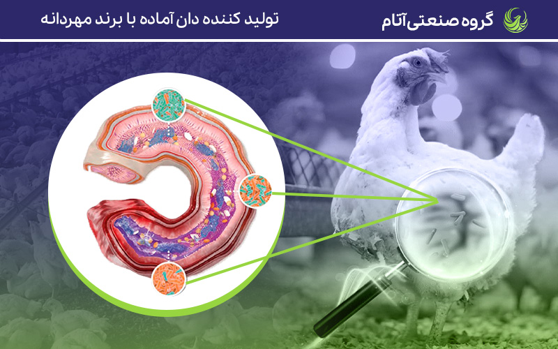 مشکلات سلامت روده در جوجه های گوشتی، علل، عواقب و راه حلها